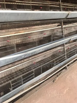 1st Grade Imported Fairly Used Cage