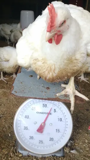 Manager of the Farm