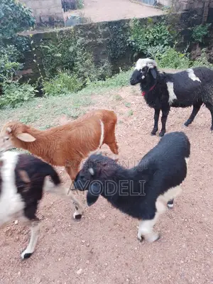 Sheep for Sell
