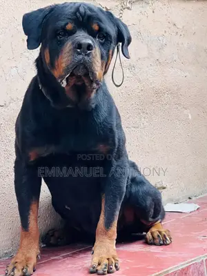 1+ year Male Purebred Rottweiler