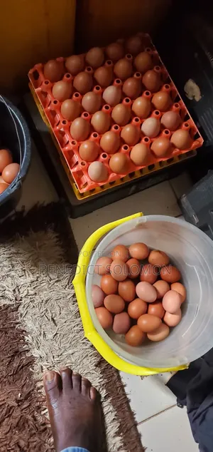 Layers Eggs Poultry Farm