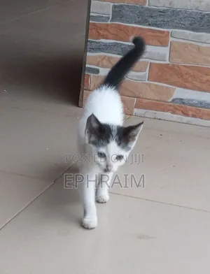 1-3 months Female Purebred Persian