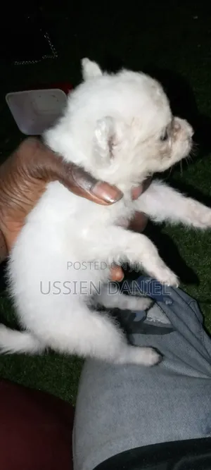 0-1 month Female Purebred American Eskimo