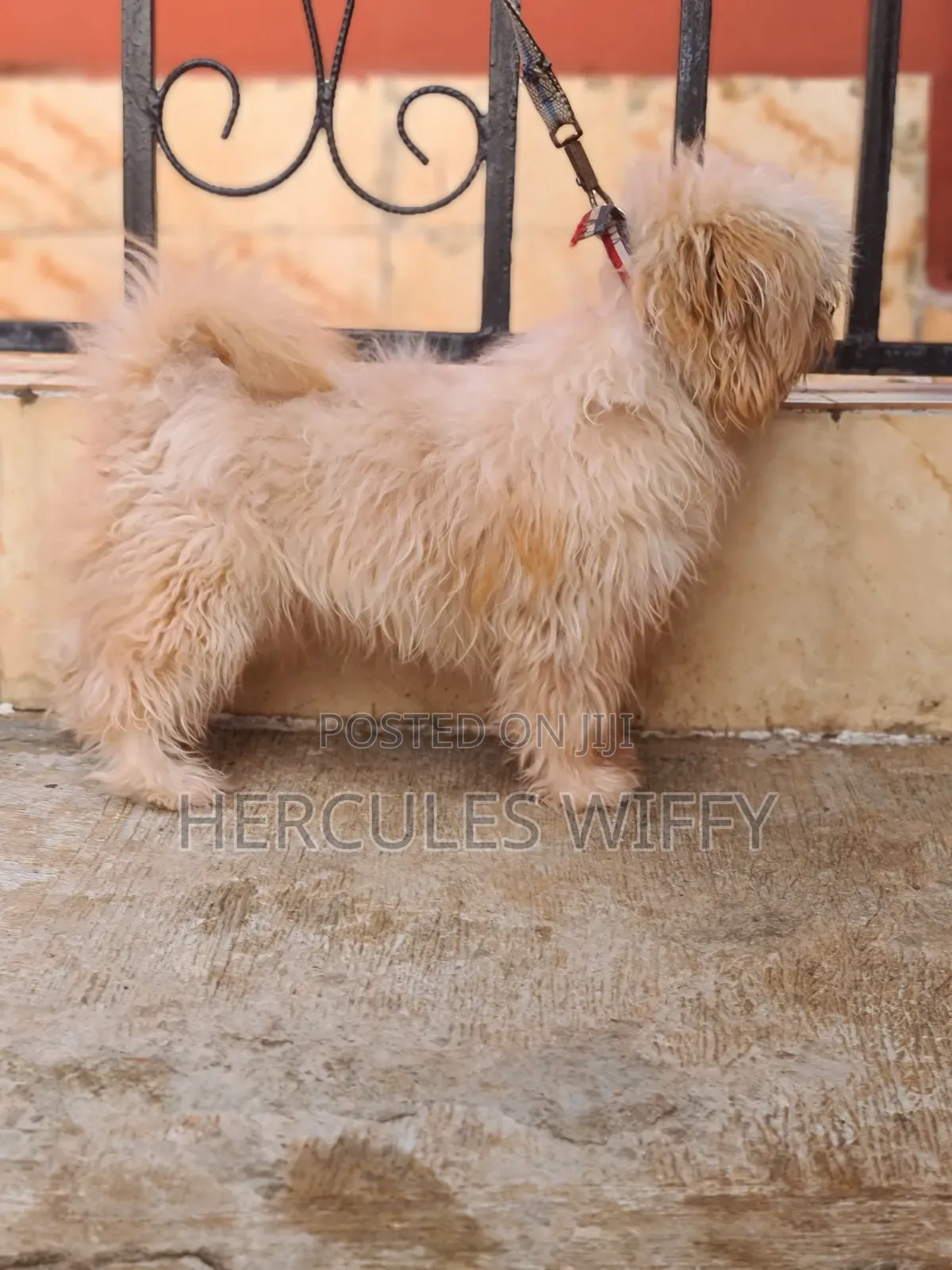 Stud Services Lhasa Apso