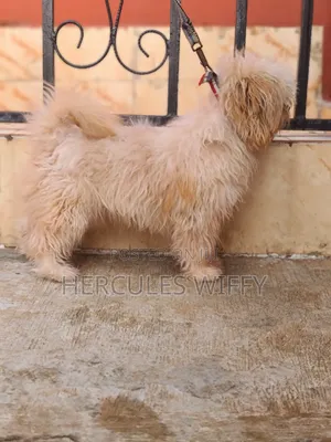 Stud Services Lhasa Apso
