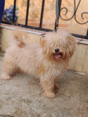 Stud Services Lhasa Apso
