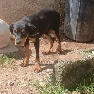 3-6 months Female Purebred Rottweiler