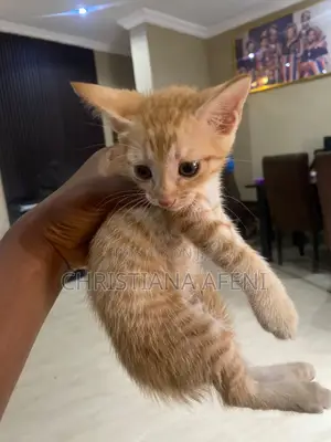 1-3 months Male Mixed Breed American Shorthair