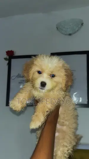 3-6 months Female Purebred Lhasa Apso