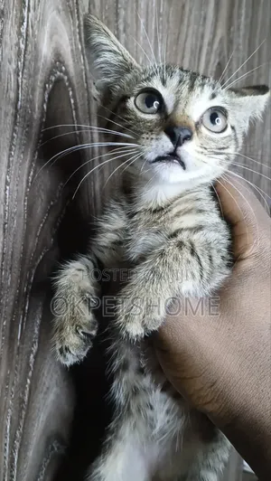 1-3 months Male Purebred American Shorthair