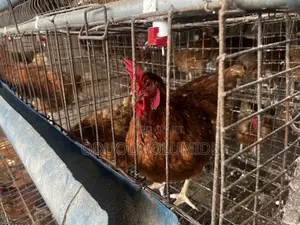 Old Layers for Sale in Magboro