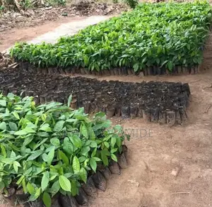 Hybrid Cocoa Seedlings