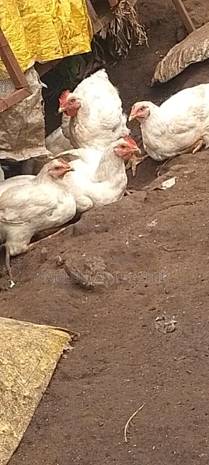 Broiler Agrited 9 Weeks