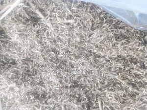 Rhodes Grass Seed