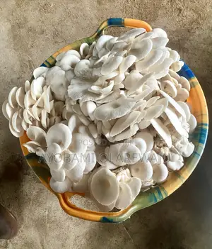 Dried Oyster Mushroom