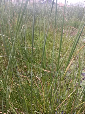 Super Dry 1/2 Plot of Land