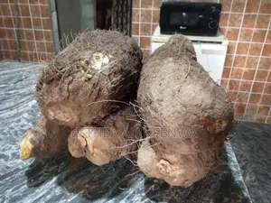 Aro Yam Good in Making Different Delicacy.