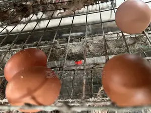 Fresh Farm Eggs for Sale | Bulk Supply | ₦5,000/Crate