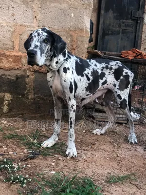1+ year Female Purebred Great Dane