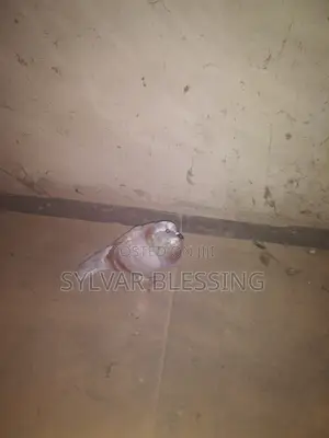 Adult Pigeon