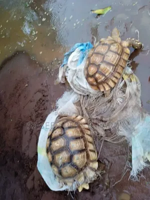 Compound and Garden Shell Pets Now Available