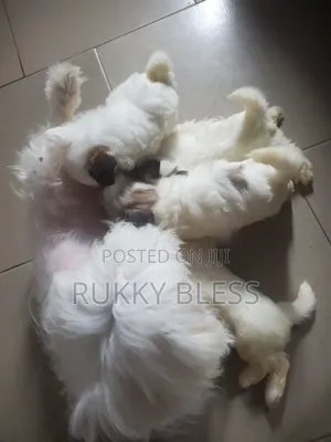 1-3 months Female Purebred Lhasa Apso