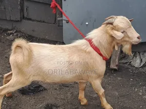 Matured Local Male Goat