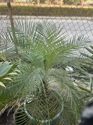 Pygmy Date Palm (Phoenix Roebelenii)