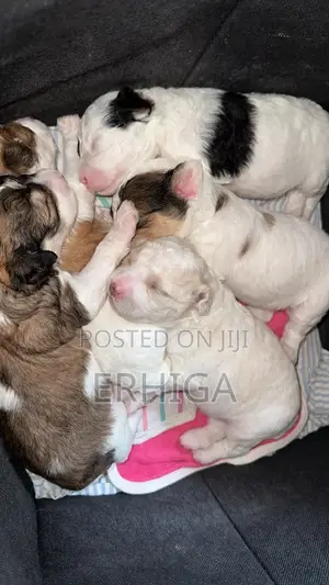 1-3 months Female Mixed Breed Lhasa Apso