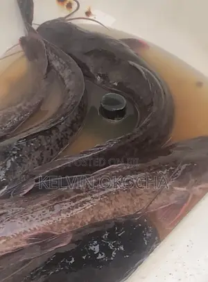 Catfish for Sale