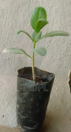 Miracle Plant Seedlings