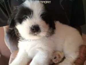 1-3 months Male Purebred Lhasa Apso