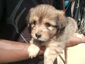 1-3 months Male Purebred Lhasa Apso