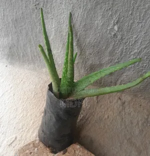 Aloe Vera Pubs