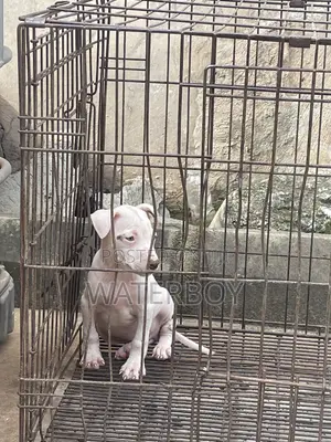 1-3 months Male Purebred American Pit Bull Terrier