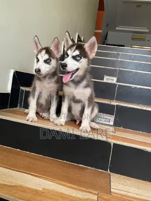 1-3 months Male Purebred Siberian Husky