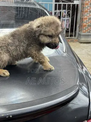 1-3 months Male Purebred Caucasian Shepherd