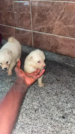 1-3 months Male Purebred American Eskimo