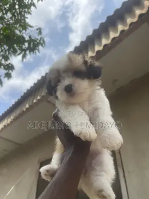 1-3 months Female Purebred Lhasa Apso