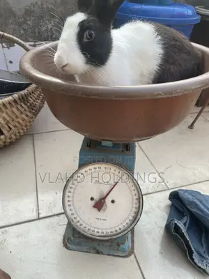 Healthy Matured Improved Dutch Rabbits!