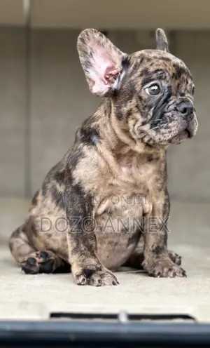 1-3 months Male Purebred French Bulldog