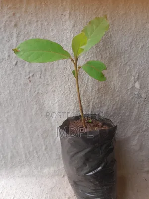 Almond Fruit Seedlings