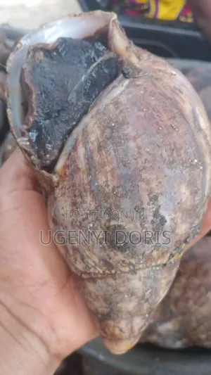 Bush Snails
