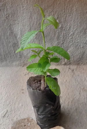 Guava Seedlings