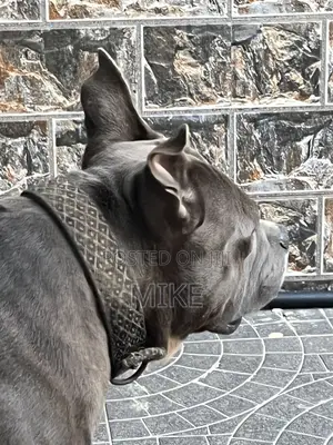 1+ year Male Purebred American Bully