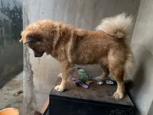 1+ year Female Purebred Chow Chow