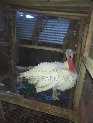 Matured Turkey