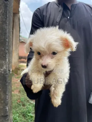 1-3 months Female Purebred Lhasa Apso