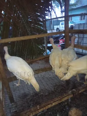 Matured Female Turkey