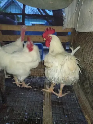 Matured Male Chicken